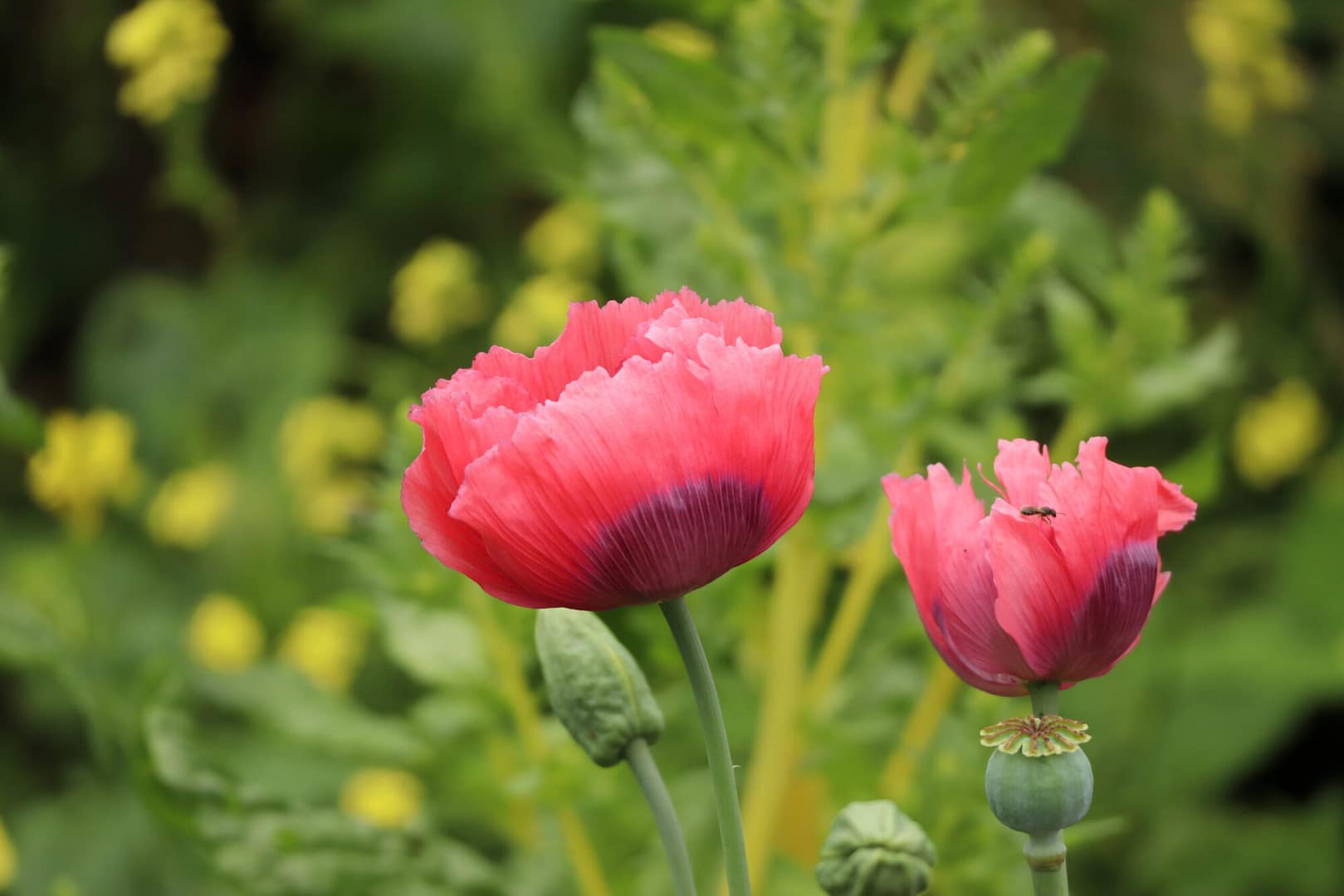 bloem pluktuin zwolle